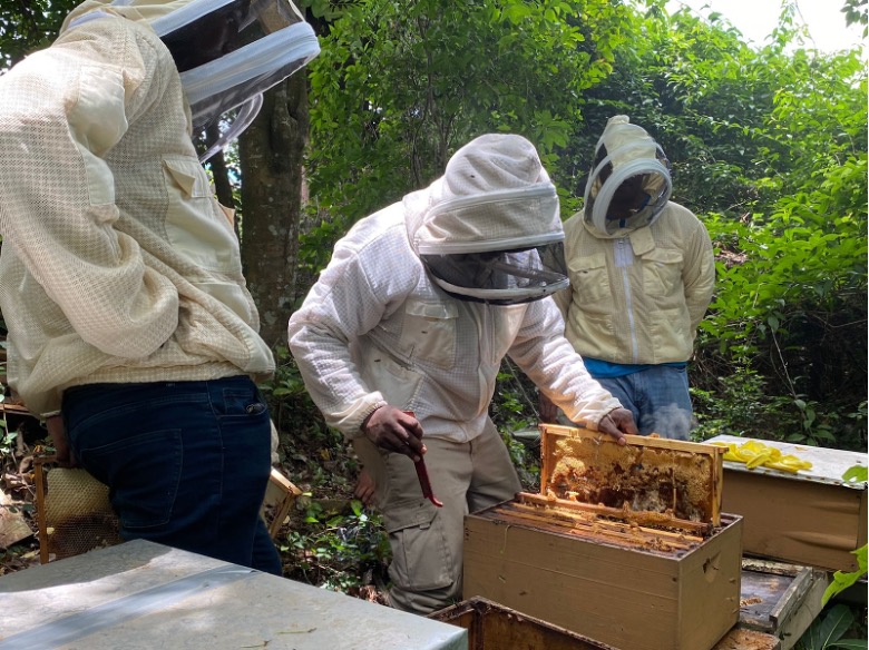Bee keepers inspecting bee boxes