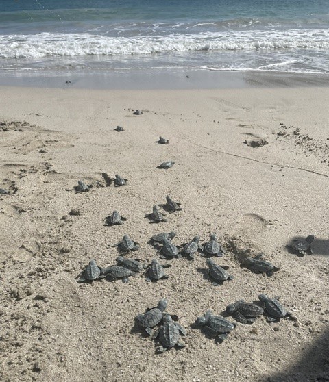 Hawksbill hatchlings released on Sandy Beach