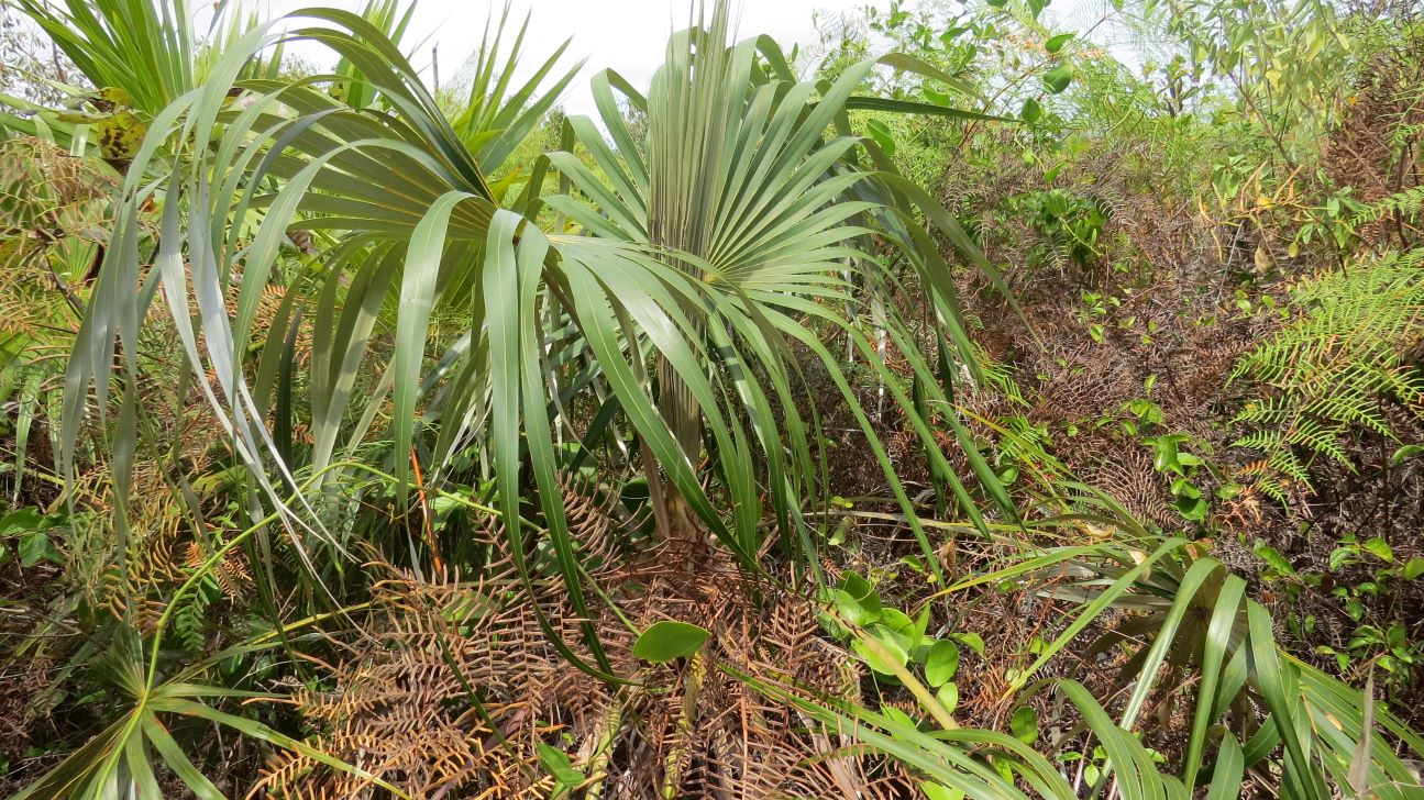 Silver Top Thatch Palm